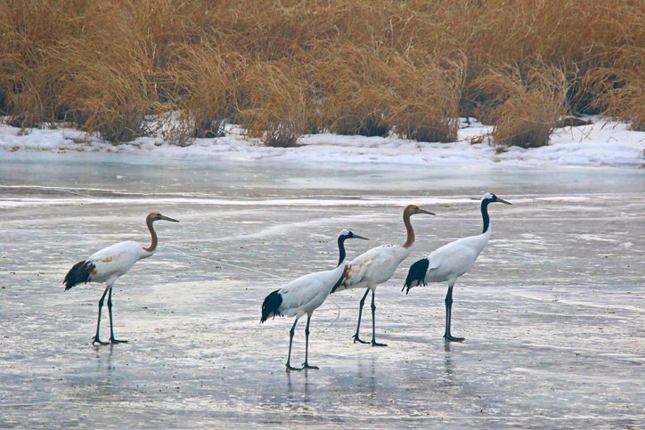 Korea's DMZ : Untouched Beauty of Wildlife Haven - Korean Prep