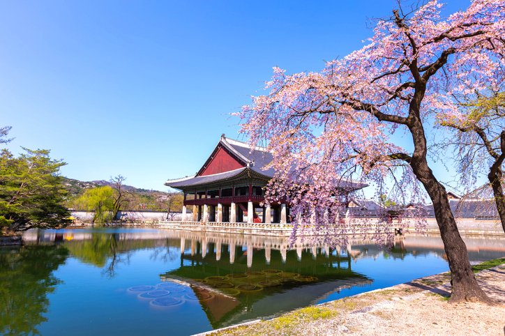 Cherry Blossom Season in South Korea