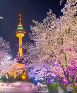 Cherry Blossom Season in South Korea