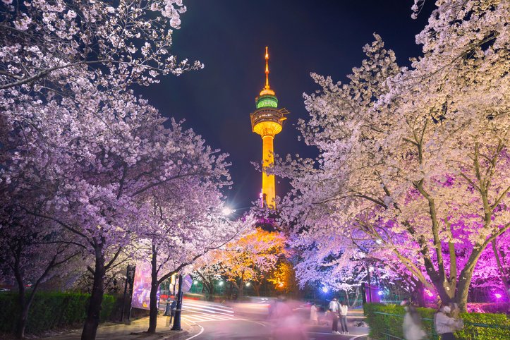 Cherry Blossom Season in South Korea: A Symphony of Pink Petals You ...