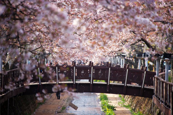 Cherry Blossom Season in South Korea: A Symphony of Pink Petals You ...
