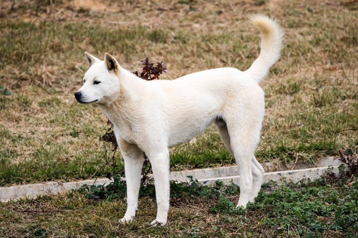 Jindo Dog, korean dog