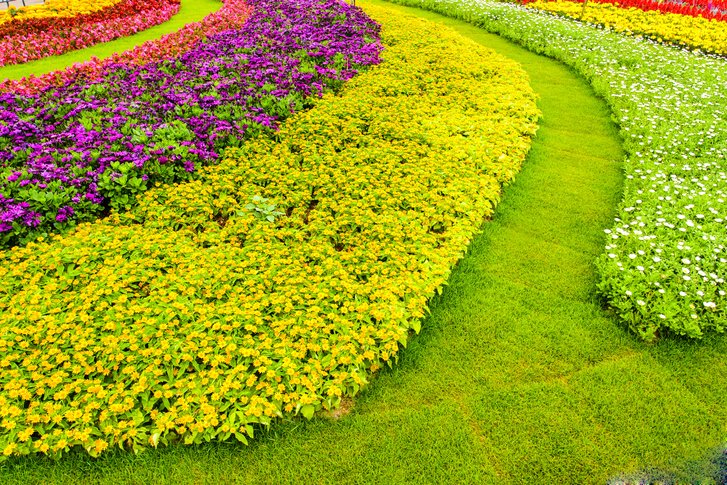 Everland tulip festival 