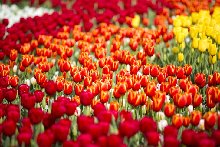 Everland tulip festival 