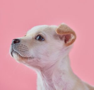Jindo Dog, korean dog