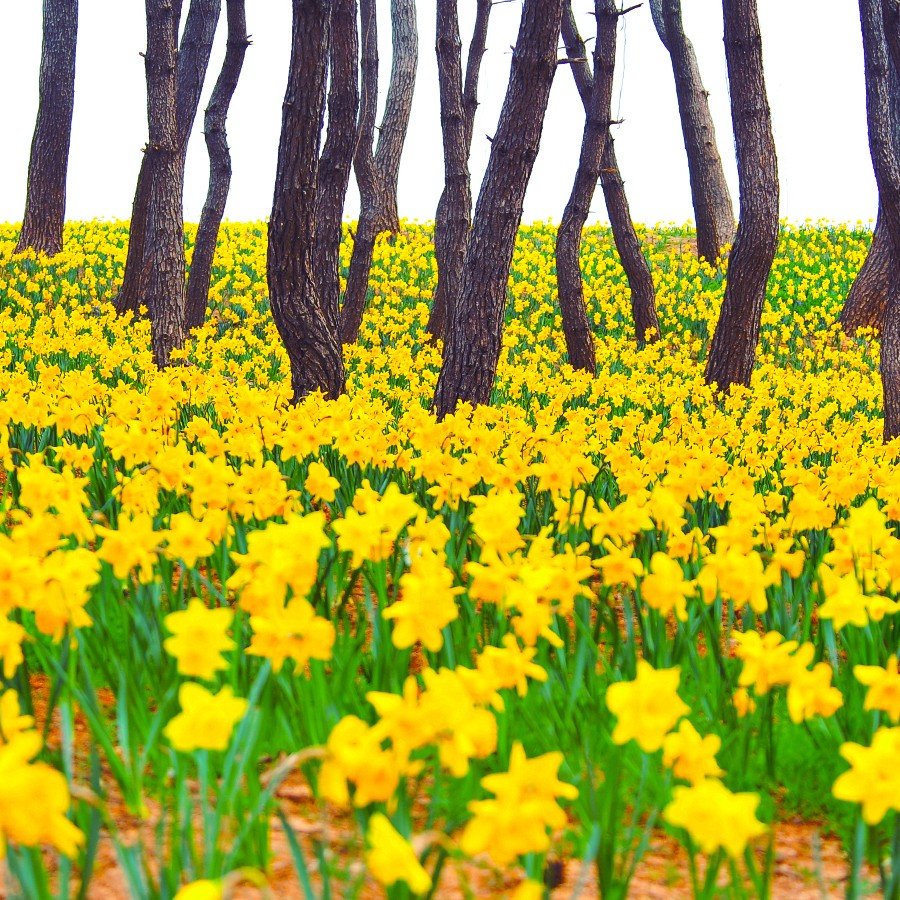 Daffodil Festival in Sinan