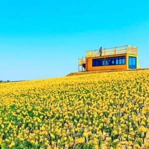 Daffodil Festival in Sinan