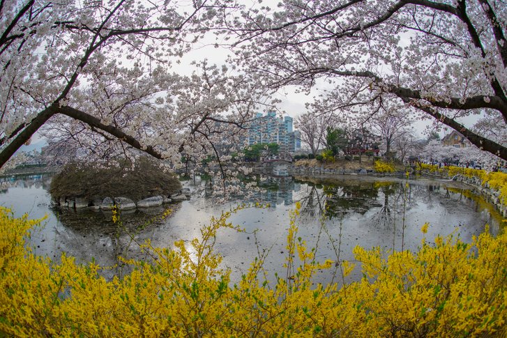 Yeonhwaji Cherry Blossoms Festival